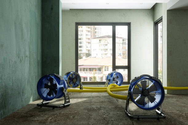 Best Mold removal after water damage  in Jenison, MI